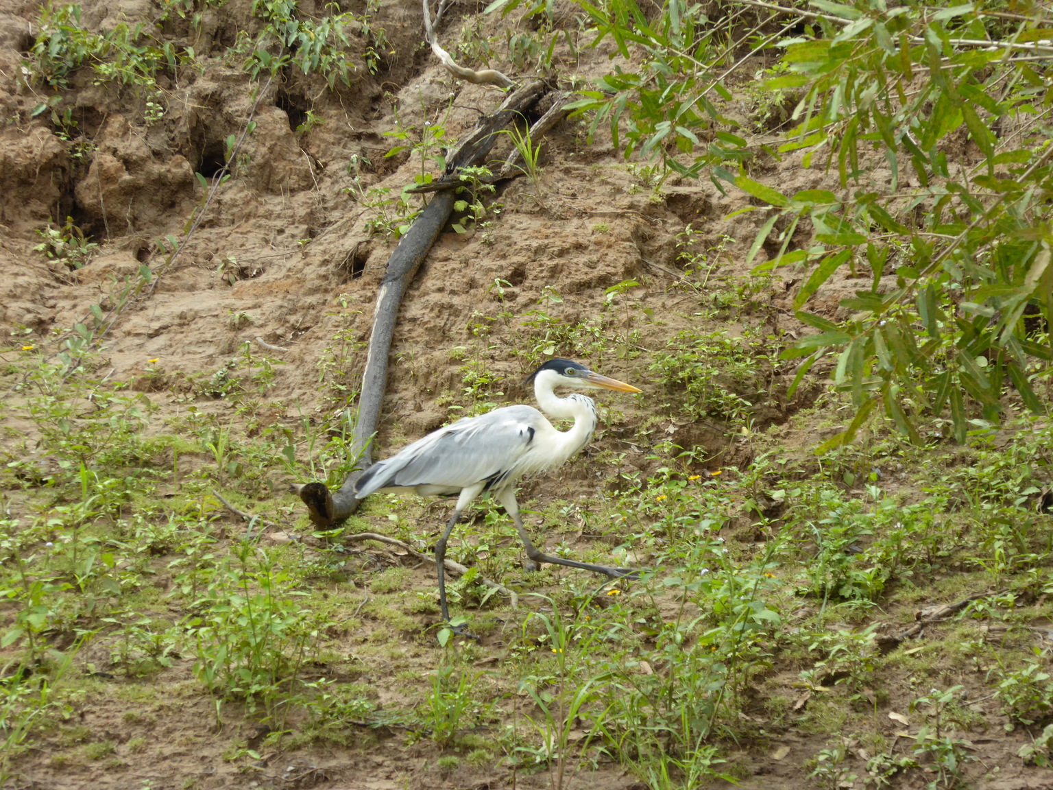 This is a cocoi heron, which are common throughout South America.