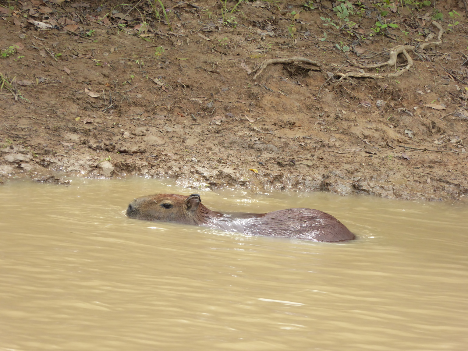 The capybara is the largest rodent in the world! They love water, and mostly only live near it.