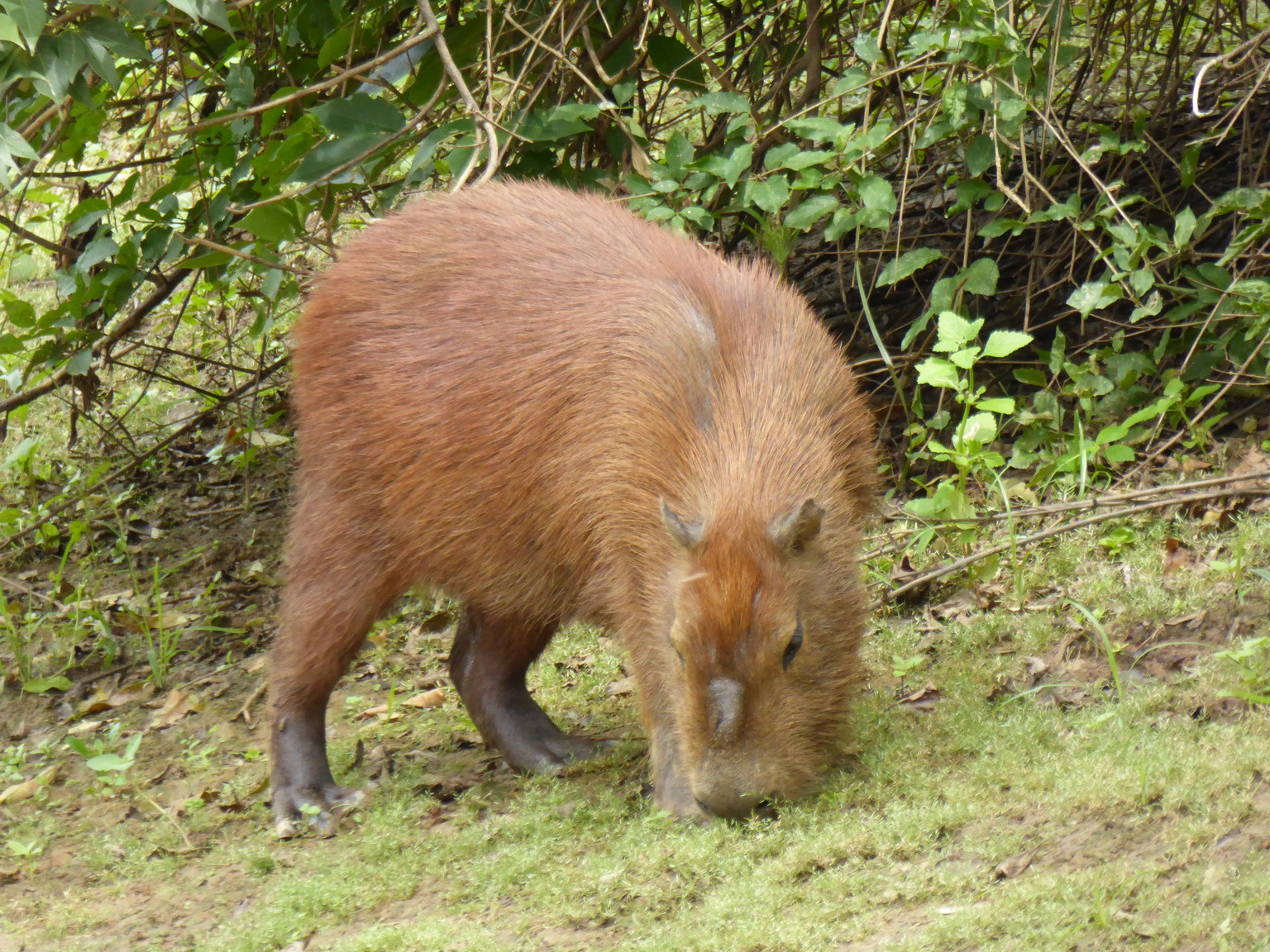 Capybaras, unlike most rodents, are herbivores. They are very picky about what they eat as well, though during the dry season they have fewer choices.