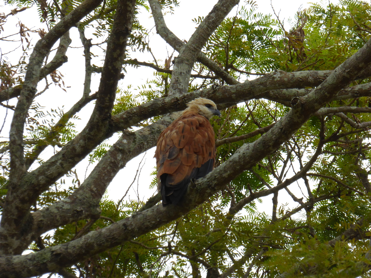 This is a black-collared hawk, which live all over south and central America.