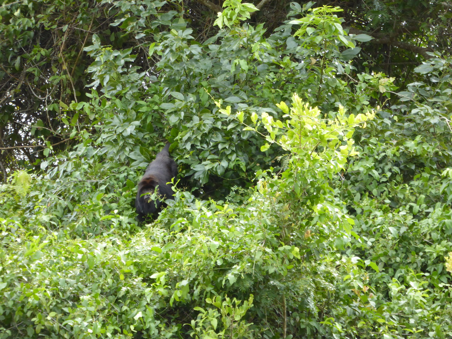 This is a howler monkey, though they didn't live up to the name when I saw them.