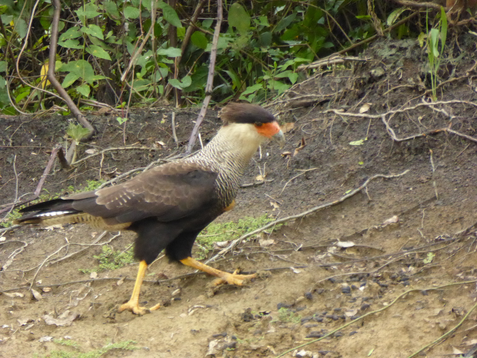 I have no idea what this bird is, but I thought it was rather prehistoric looking. Unfortunately it wouldn't stay still long enough for me to get a decent photo.