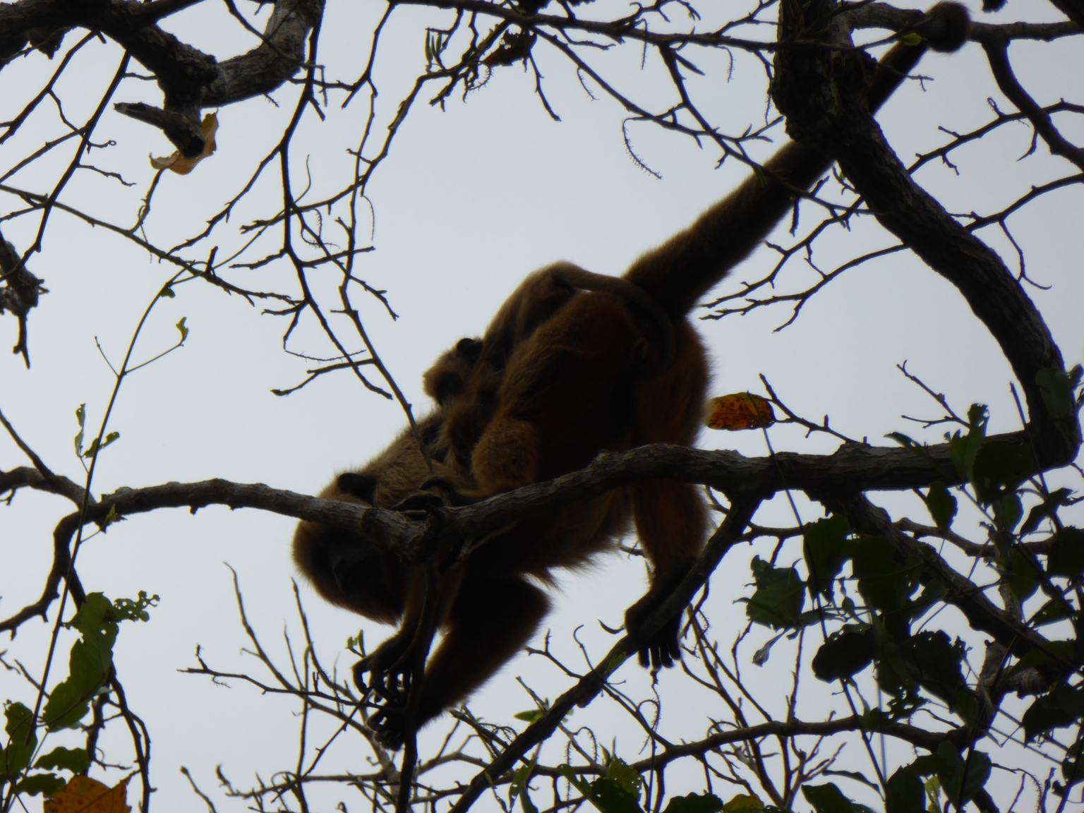 This appears to be a female howler monkey with a baby on her back.