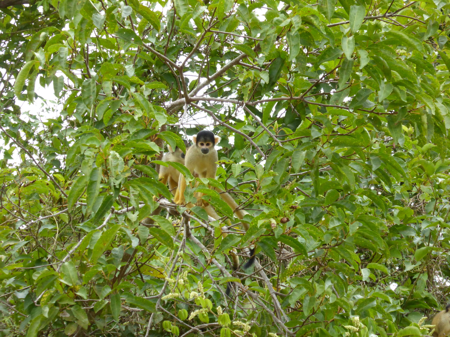 These cute little ones are Bolivian squirrel monkeys.