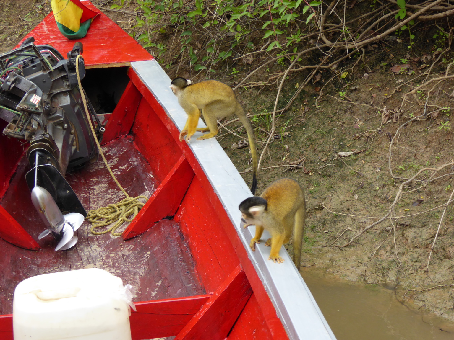 Our guide enticed them right onto our boat with a banana. He didn't actually feed them, which is good, though I think teasing them is a bit mean.