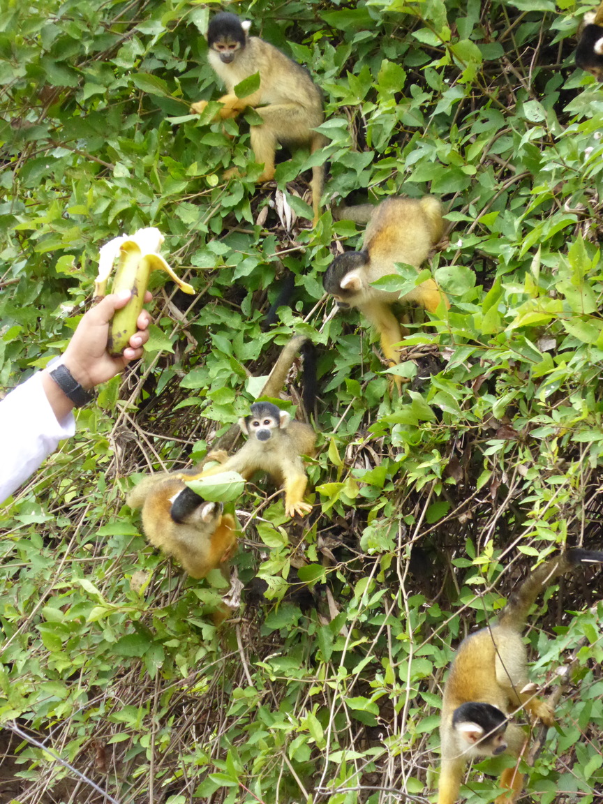 Here you can see the monkeys looking for a way to get the banana. I'm sure they were very disappointed when then didn't get any.