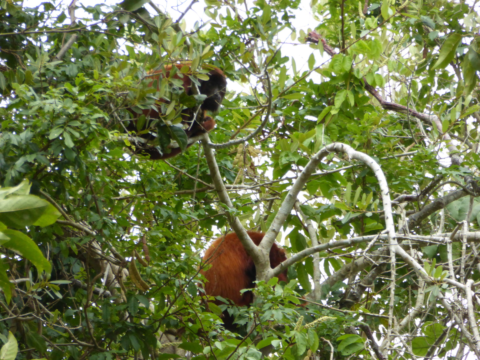 I'm not sure if there are howler monkeys or another species...