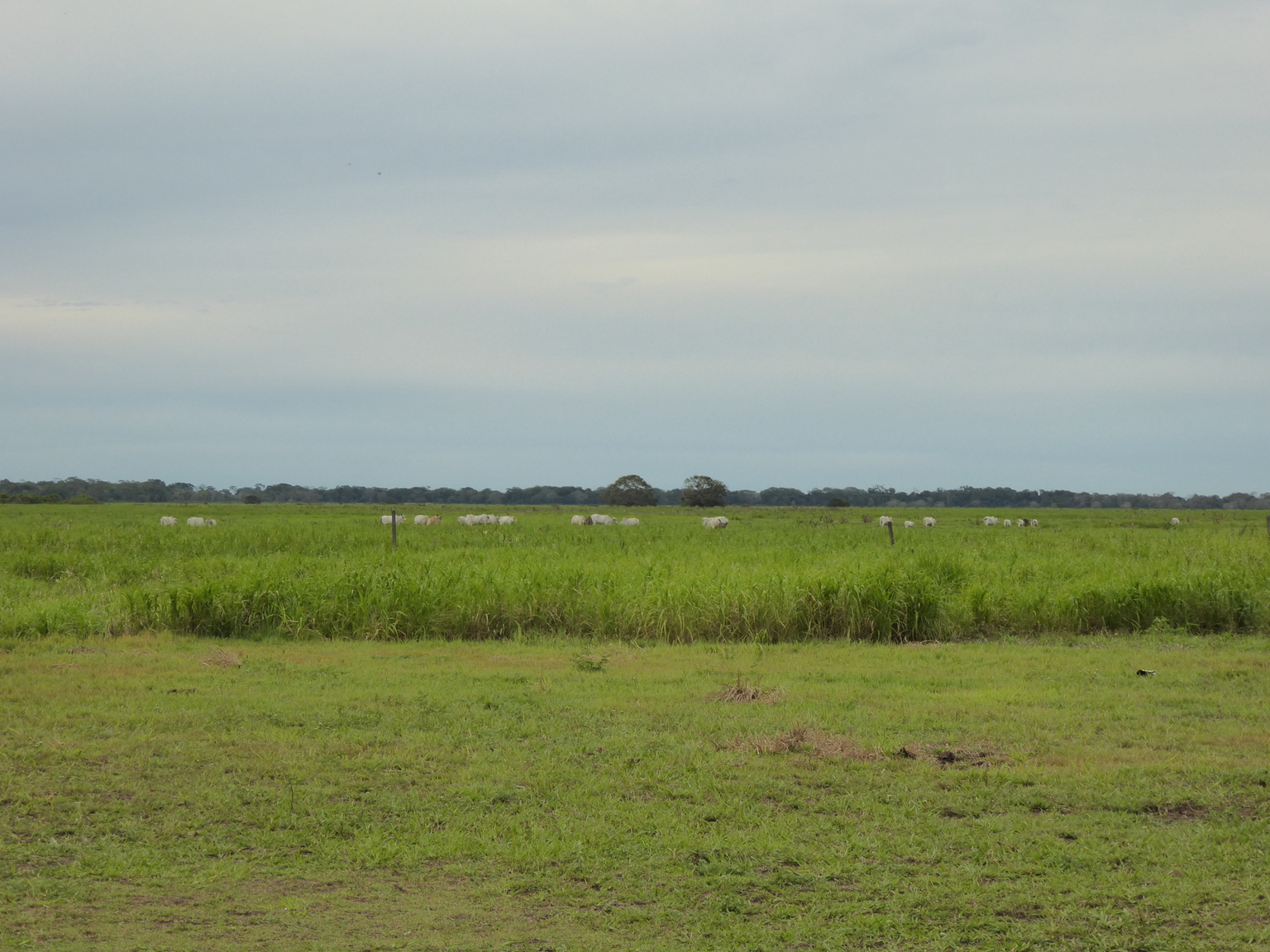 This is the grassland that gives the pampas it's name (pampas is a derivation of a Quechua word meaning "plain").