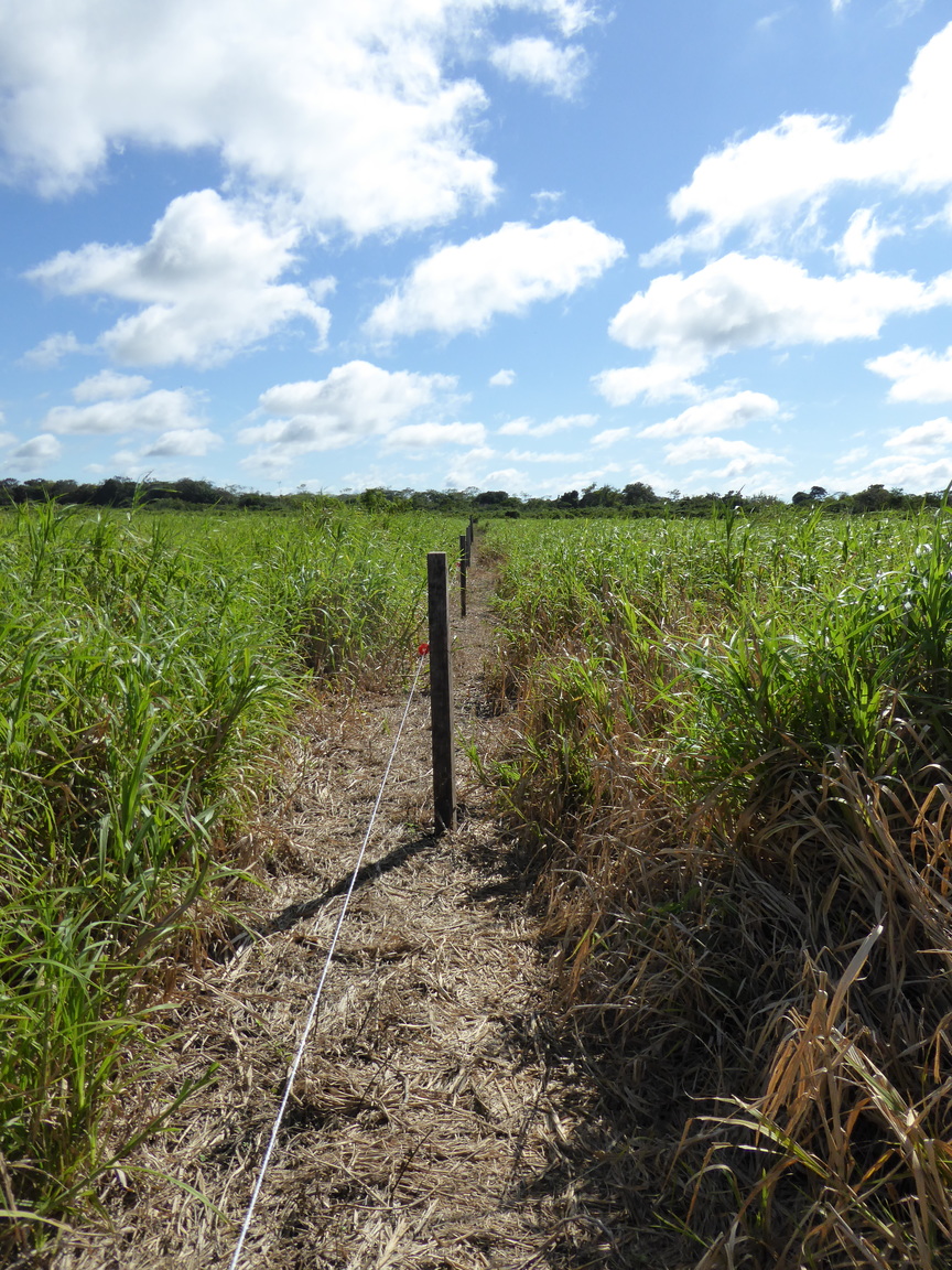 We hiked around this area looking for anacondas, but never saw any.