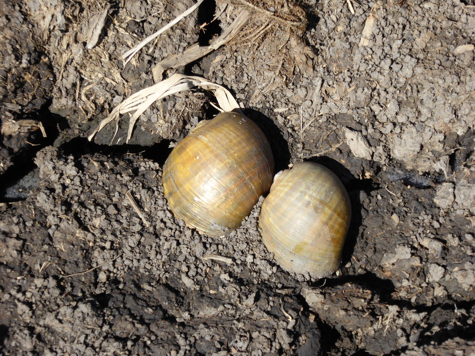 It's hard to tell the scale in this photo, but these snail shells are quite large, the smaller one is a bit bigger than a quarter.