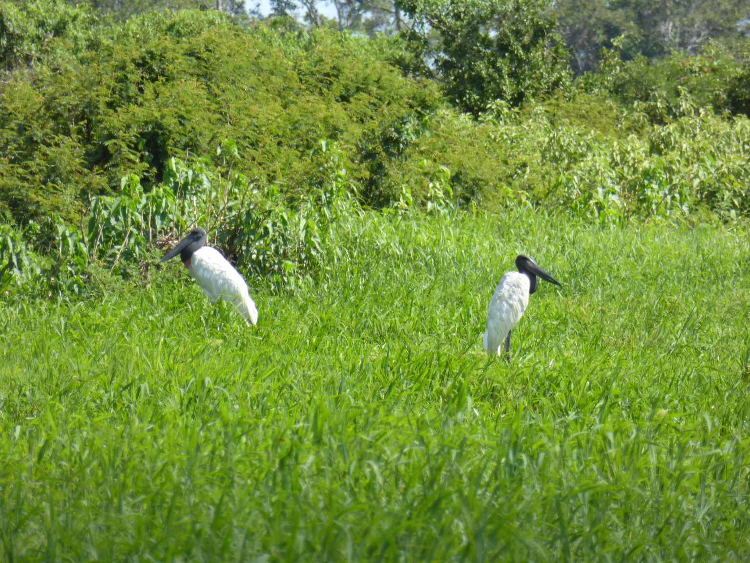 Jabiru, the tallest flighted bird in south and central America. I would guess these were over four feet tall.