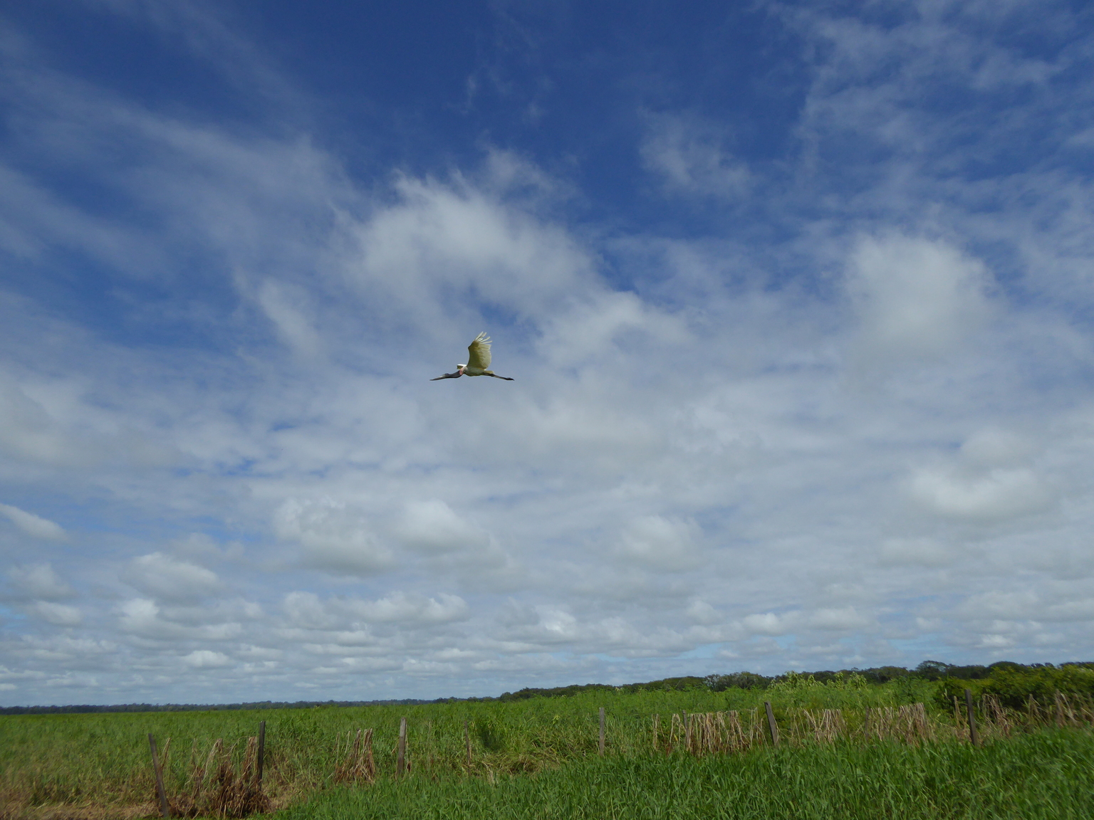 Jabiru flying.