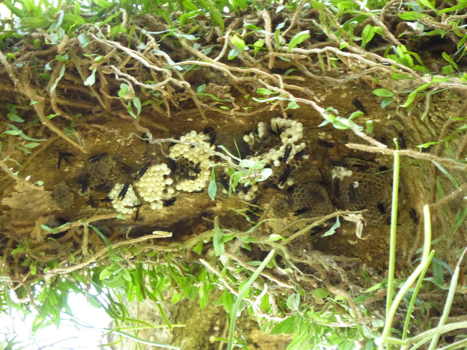 This picture didn't come out well, but these are some sort of wasp I think.
