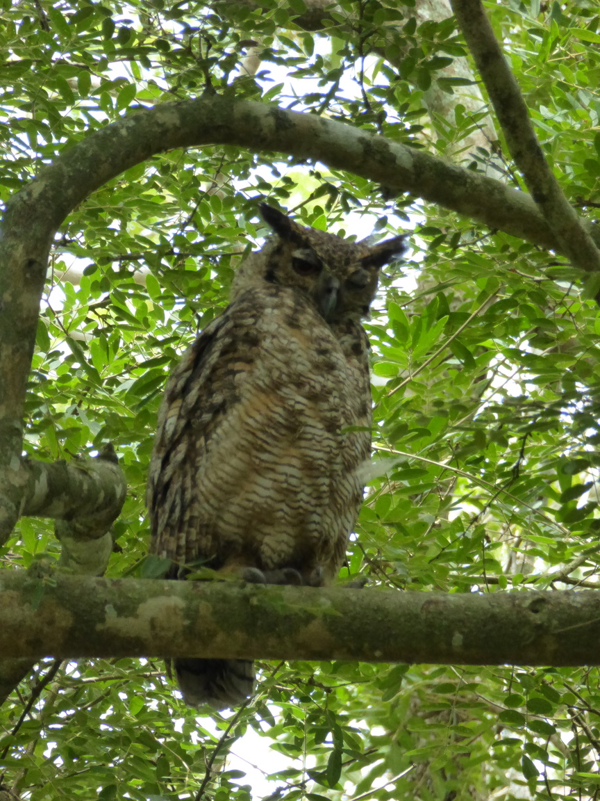 South American great horned owl.