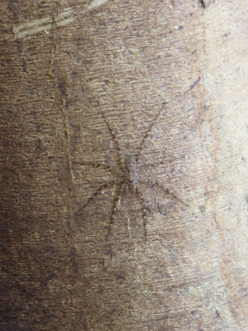 I saw these same spiders in the Costa Rica, but I can't seem to find out what they are.