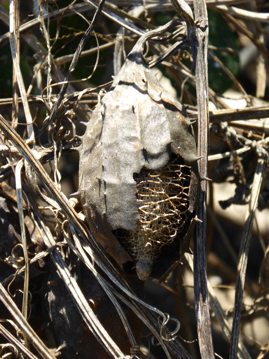 Strange seed pod.