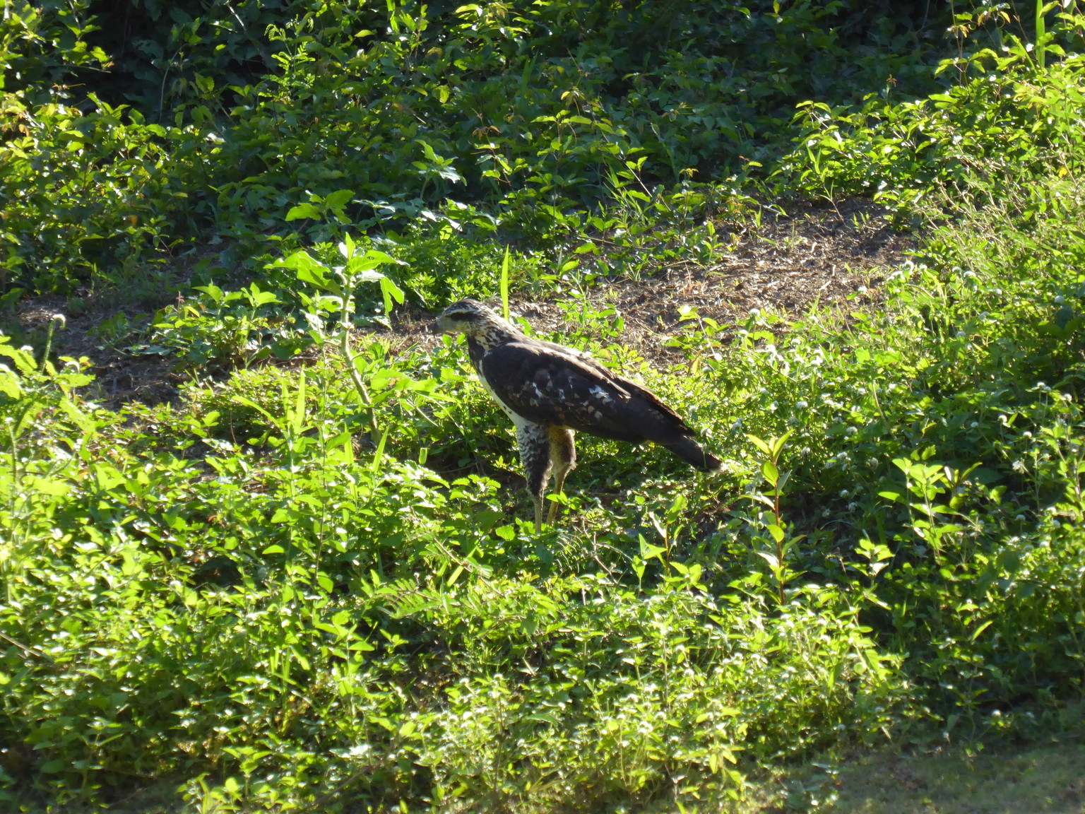 Despite looking at a list of all the hawks and eagles in Bolivia, I can't identify this raptor.