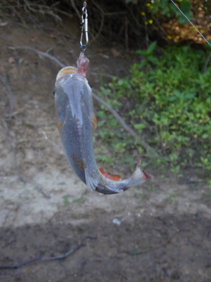 This is a red bellied piranha that I caught and ate.