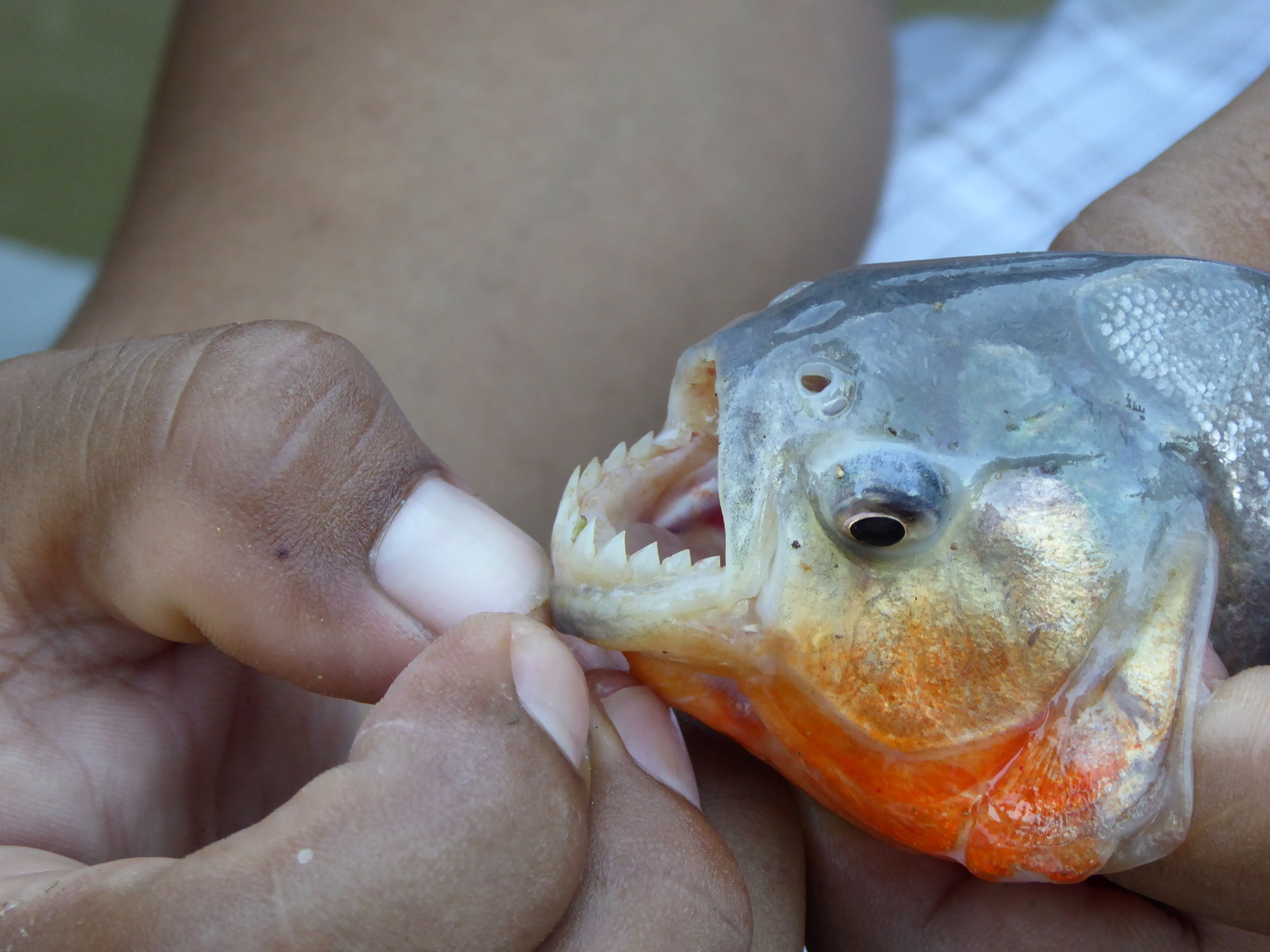 Look at those teeth!