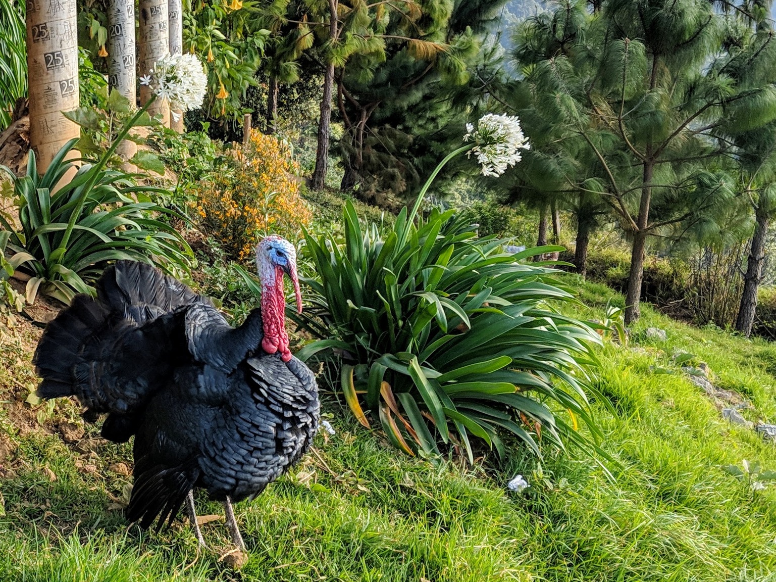 Now that's a turkey!