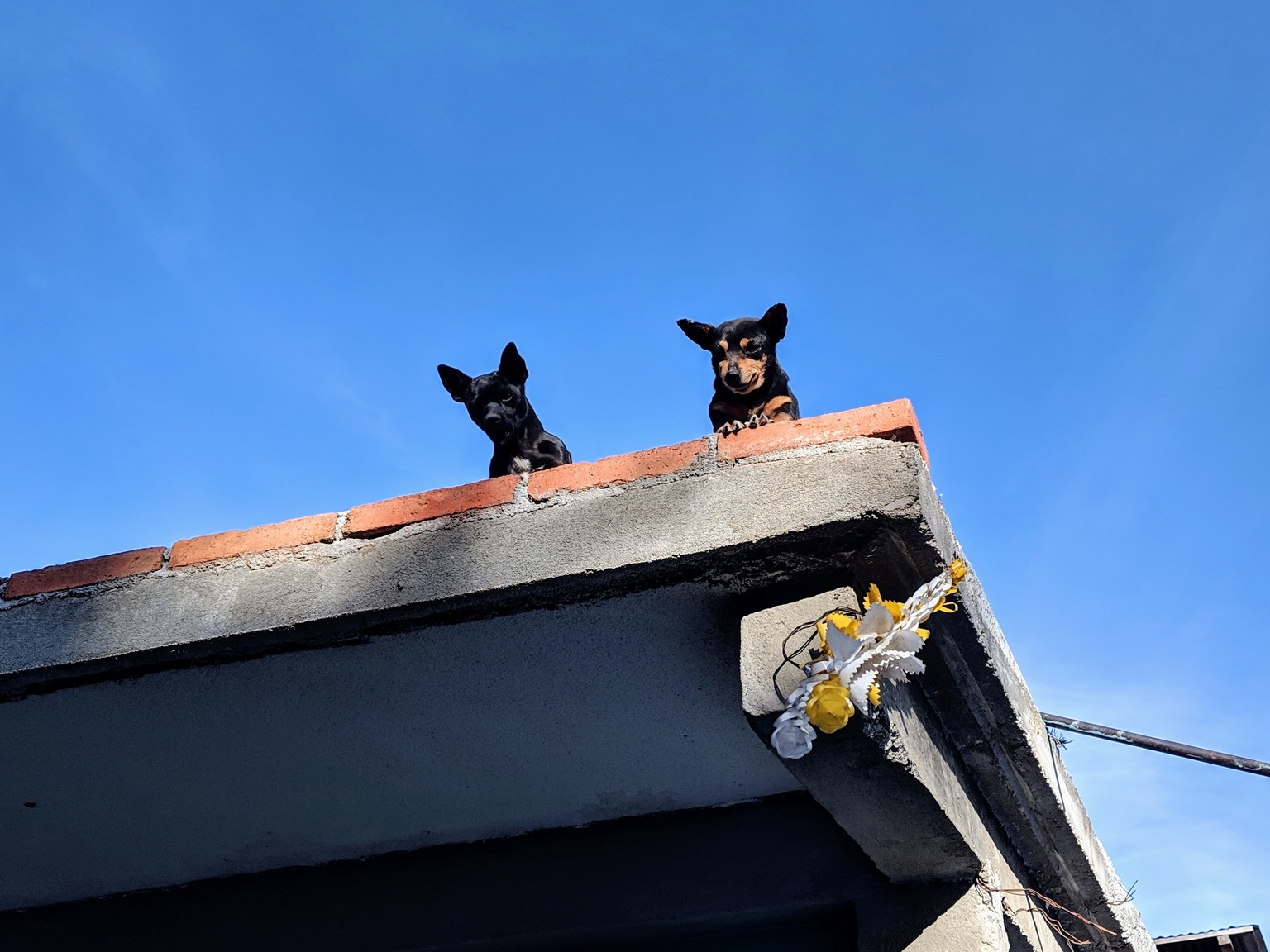 These dogs were cute, watching everyone from up on the second story of this building.
