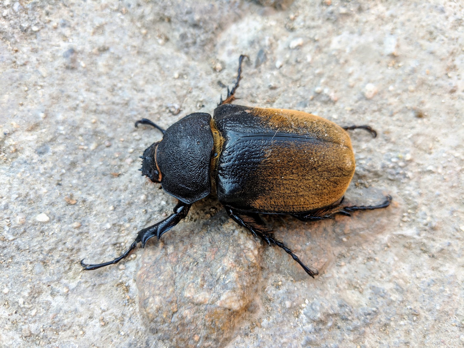 Now that's a beetle!