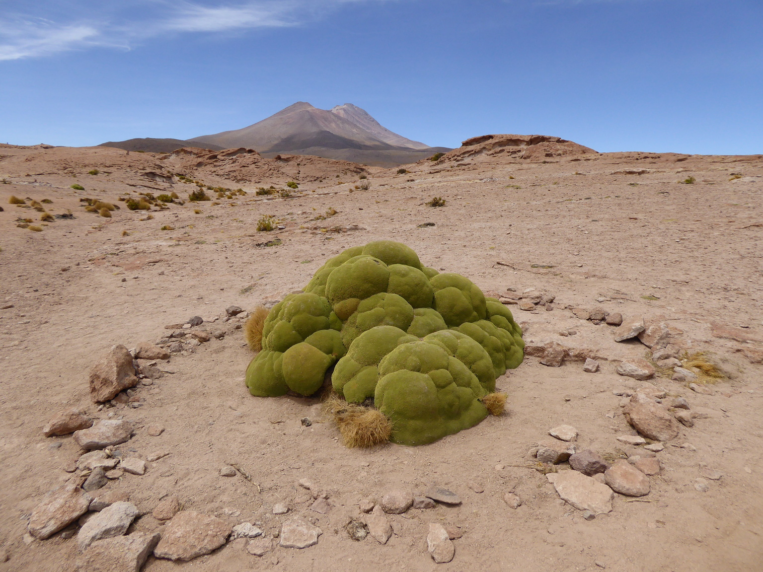 Looks like some alien infestation... Apparently it's just moss though.