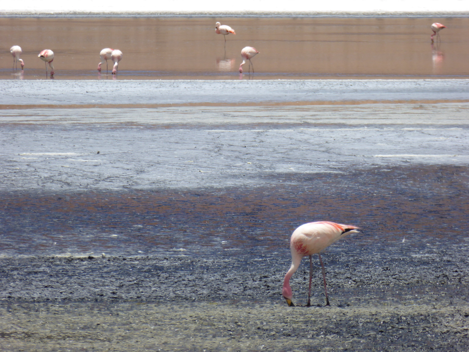 Apparently the flamingos here turn pink because of high levels of beta-carotene in the algae they eat.