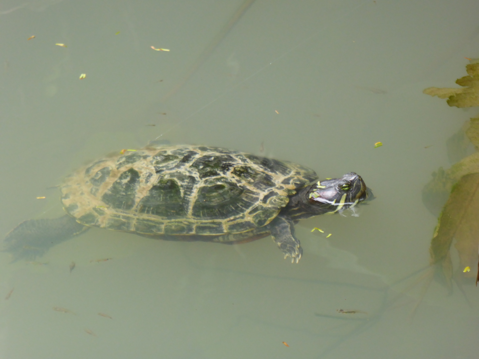 Turtle!