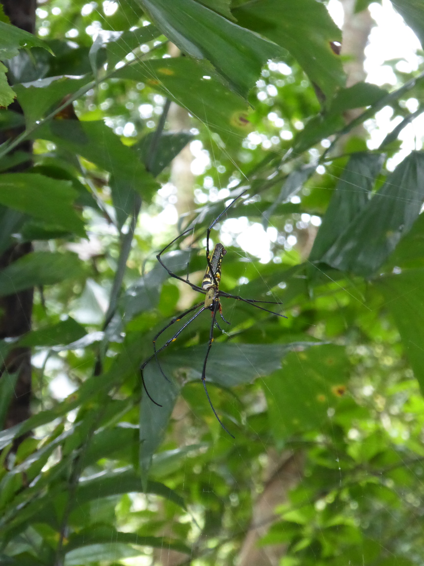 We just about ran right into this monster, it was about the size of my hand!