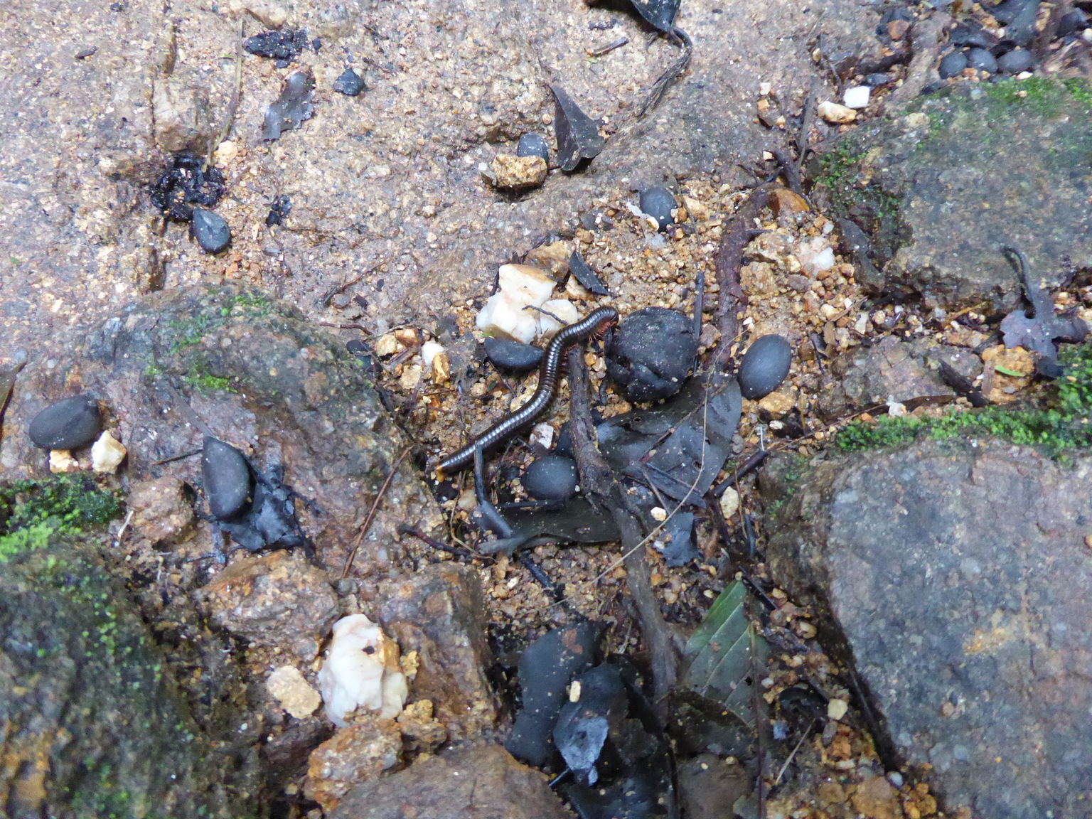 Big fat millipede, not to be confused with centipedes, which are the ones that bite people.