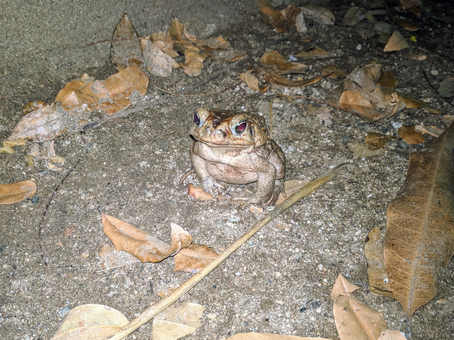 Random toad on the way home at night