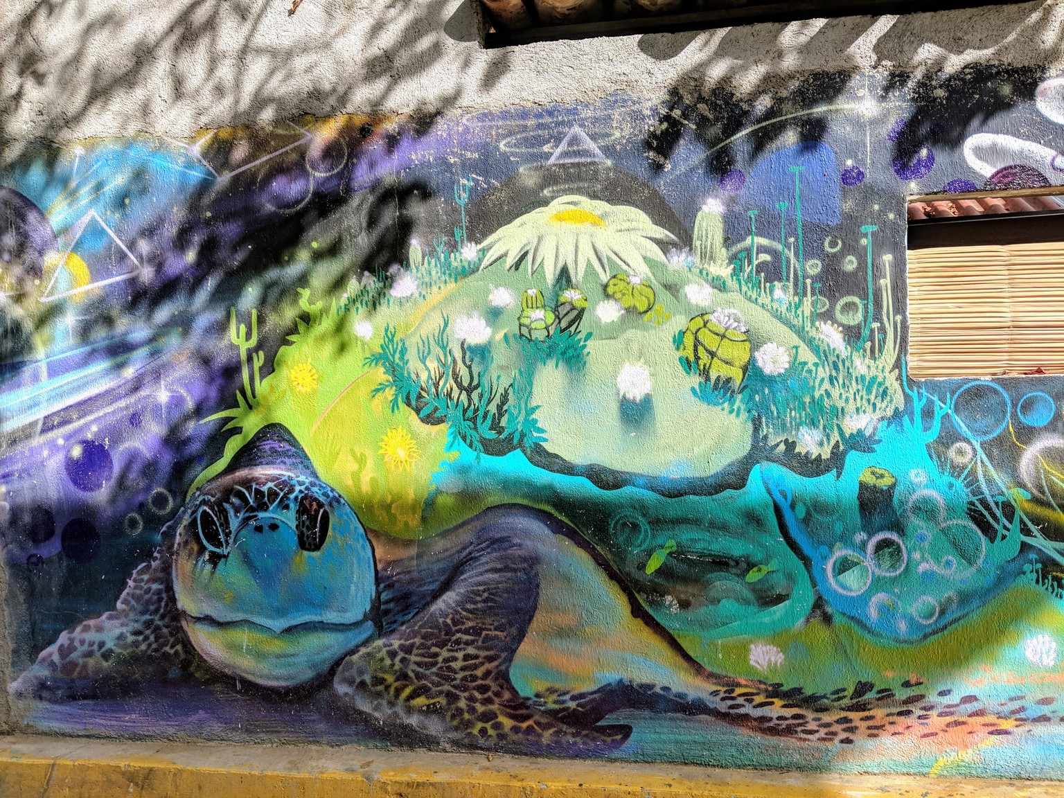 Turtle!